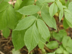 Sambucus nigra