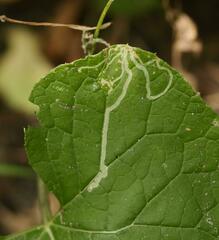 Phytomyza lappae