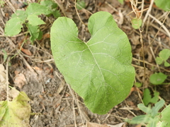 Arctium