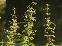 Urtica dioica