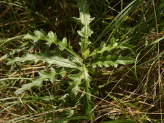 Cirsium arvense