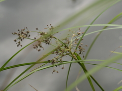 Scirpus sylvaticus