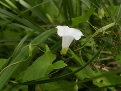 Calystegia sepium
