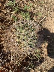 Coryphantha robustispina uncinata