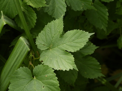 Humulus lupulus