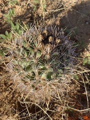 Coryphantha robustispina uncinata