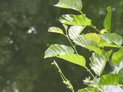 Alnus glutinosa