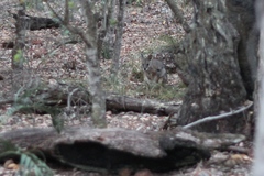 Notamacropus eugenii