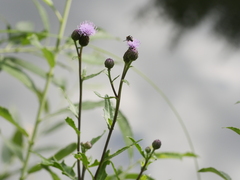 Cirsium arvense