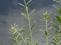Salix