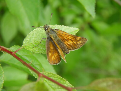 Miškinis Storgalvis