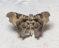 Hyalinetta circumflexa