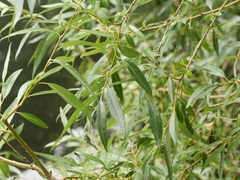 Salix