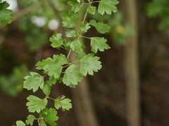 Crataegus monogyna