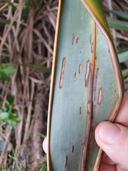 Orthoclydon praefectata