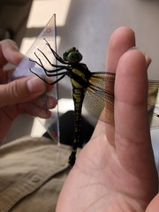 Polycanthagyna melanictera