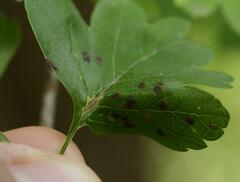 Gymnosporangium