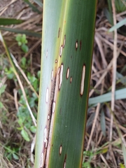 Orthoclydon praefectata