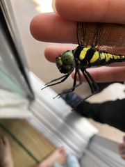 Polycanthagyna melanictera