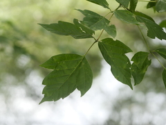 Acer negundo
