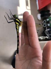 Polycanthagyna melanictera
