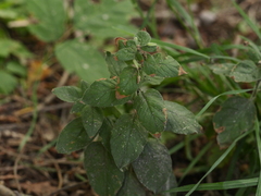 Lysimachia punctata