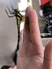 Polycanthagyna melanictera