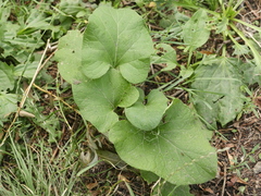 Arctium