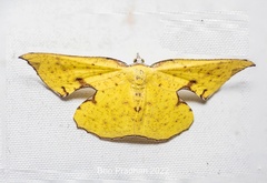 Corymica