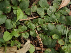 Lysimachia nummularia