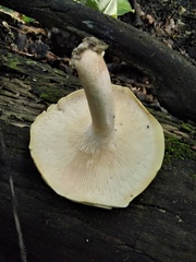 Neolentinus degener