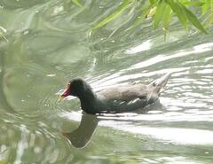 Gallinula chloropus