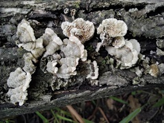 Cerrenaceae