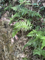 Metathelypteris adscendens