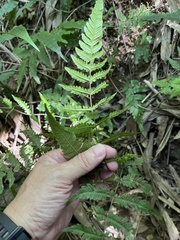 Metathelypteris adscendens