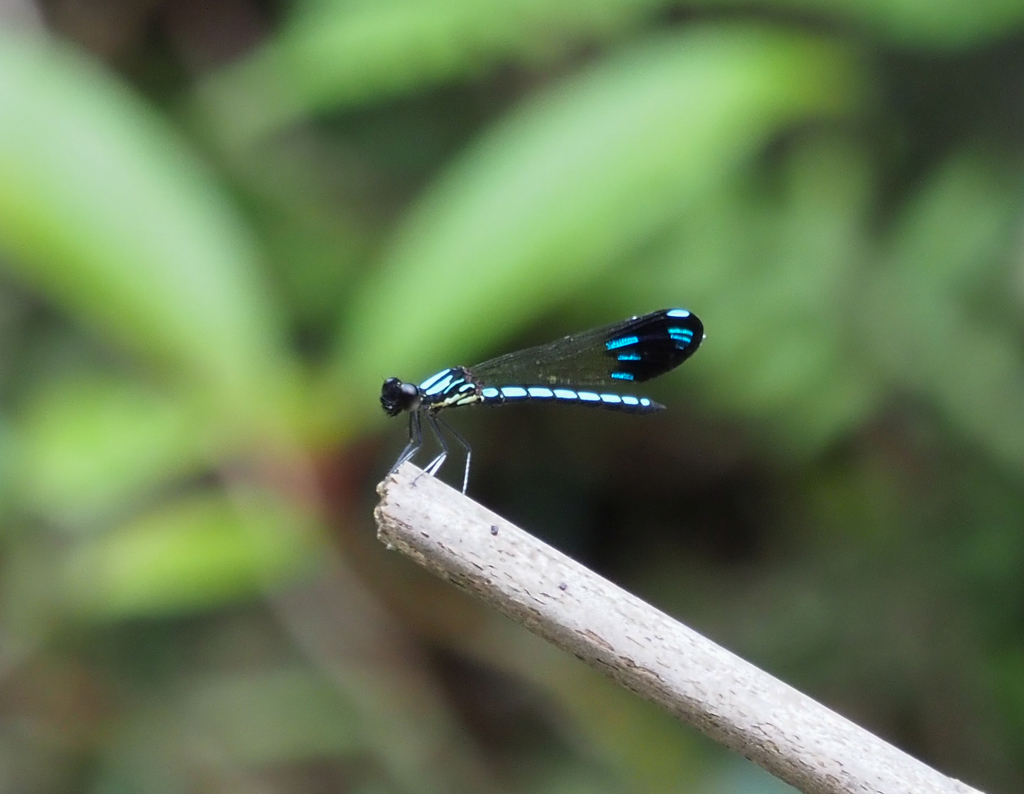 Aristocypha chaoi