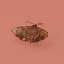 Anticarsia irrorata