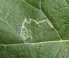 Phytomyza lappae