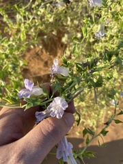 Epixiphium wislizeni