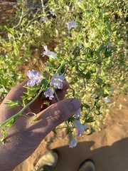 Epixiphium wislizeni