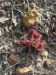 Drosera platypoda