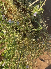 Epixiphium wislizeni