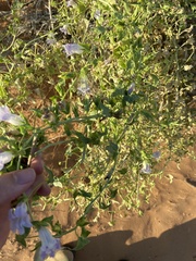 Epixiphium wislizeni