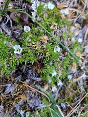 Cherleria arctica