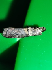 Acrobasis sodalella