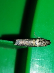 Acrobasis sodalella
