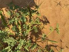 Dalea lanata
