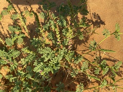 Dalea lanata