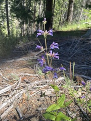 Penstemon anguineus