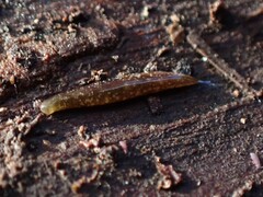 Argonemertes australiensis